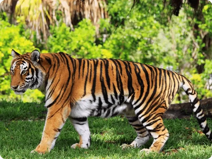 Bandipur National Park